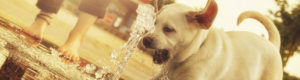 dog playing in a puddle