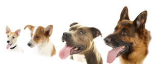 group of dogs with a white background