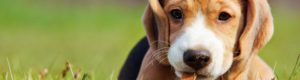 Puppy laying in the grass